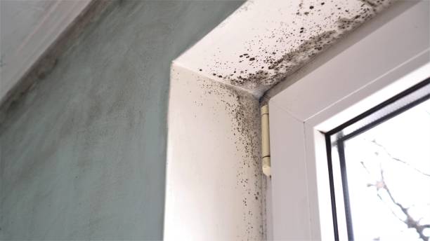 Best Mold Damage Restoration  in Blue Island, IL