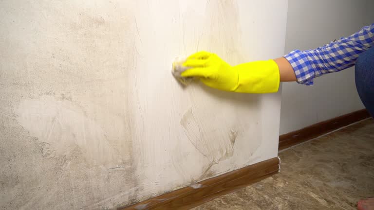 Best Basement Mold Removal  in Blue Island, IL